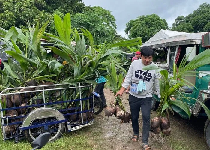 Read more about the article Dwarf Coconut Seedlings, IPINAMAHAGI!