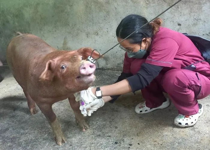 Swine Blood Collection Laban sa African Swine Fever featured photo